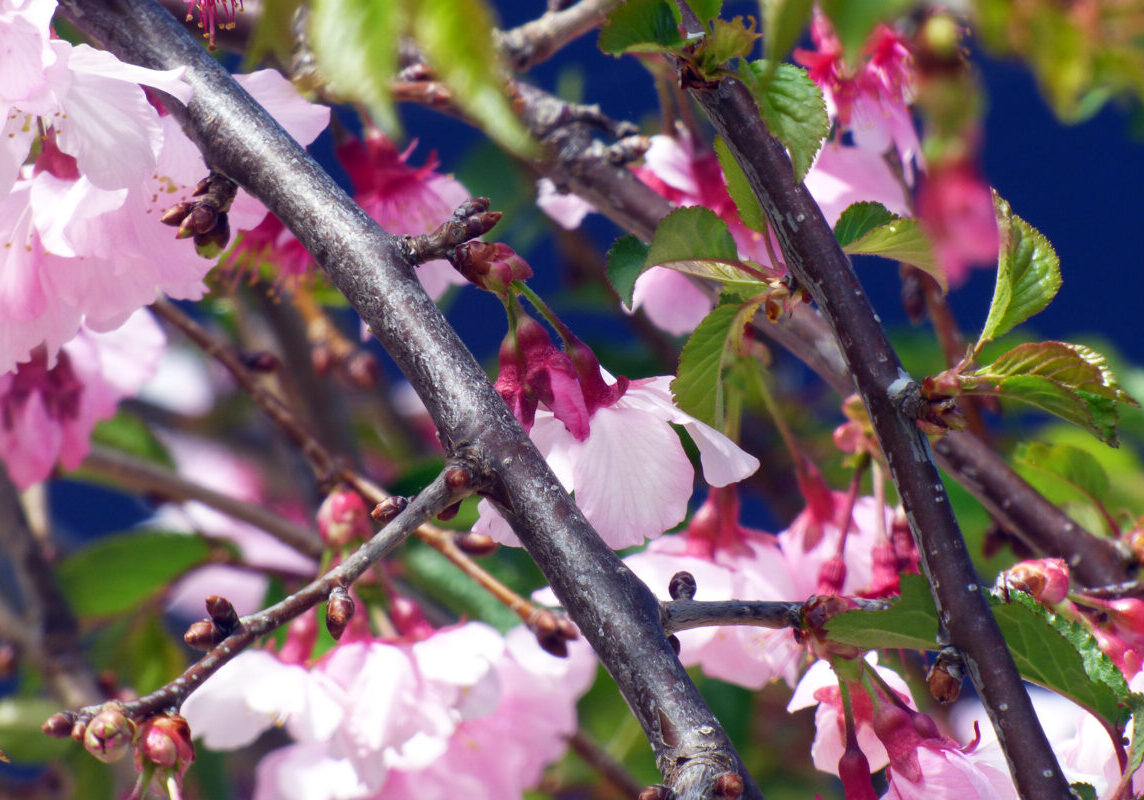 Cherry Blossom 2026 1