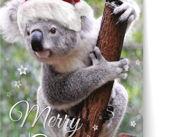 xmas-koala